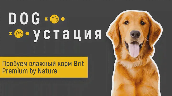 Какой влажный корм Brit Premium By Nature для собак вкуснее! Пробует собака.