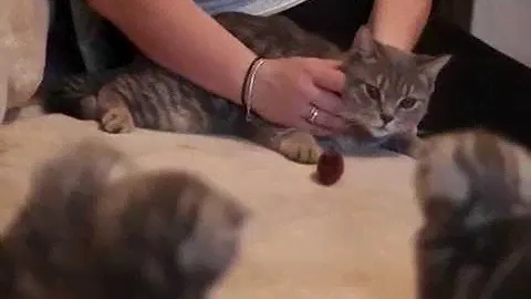 Сухой гипоаллергенный корм для кошек BRIT Care