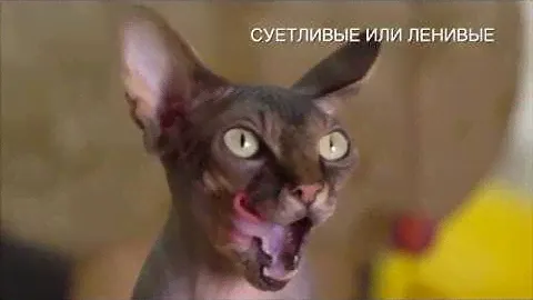 Гипоаллергенный корм для кошек Brit Care