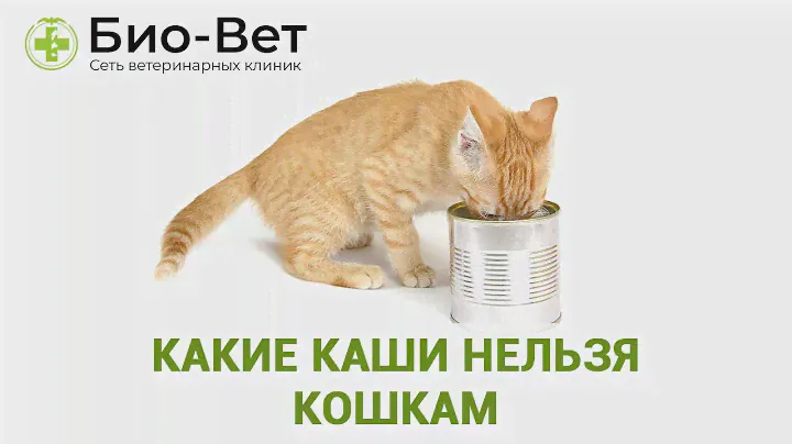 Каши Для Кошек & Какие Каши Нельзя Кошкам. Ветклиника Био-Вет