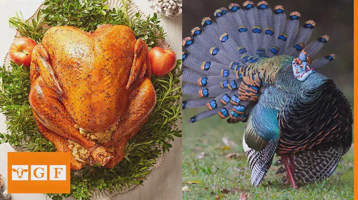 Top 10 Best Turkey Breeds